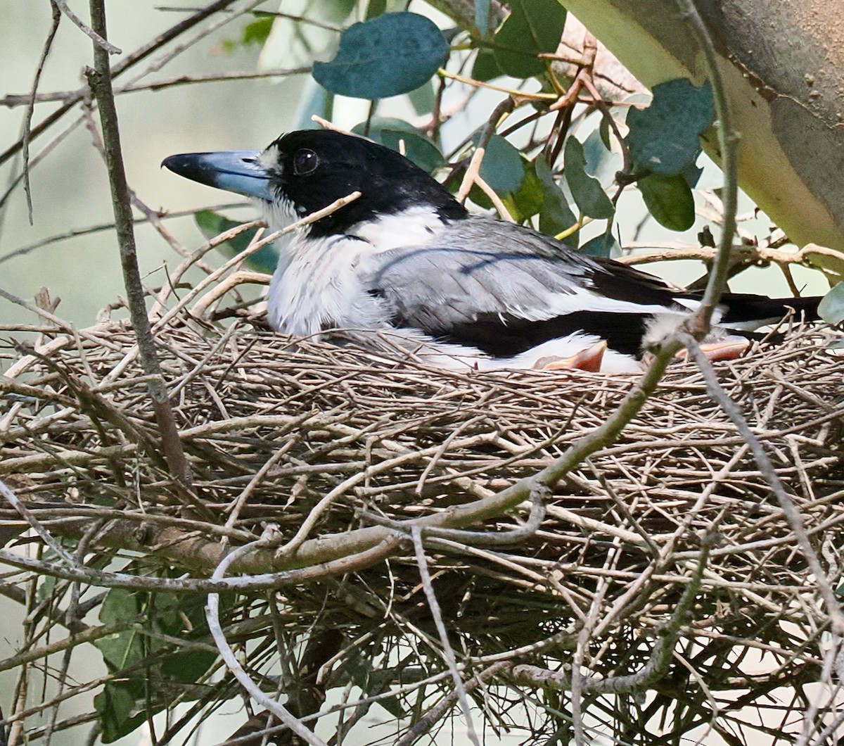 Gray Butcherbird - ML642798392