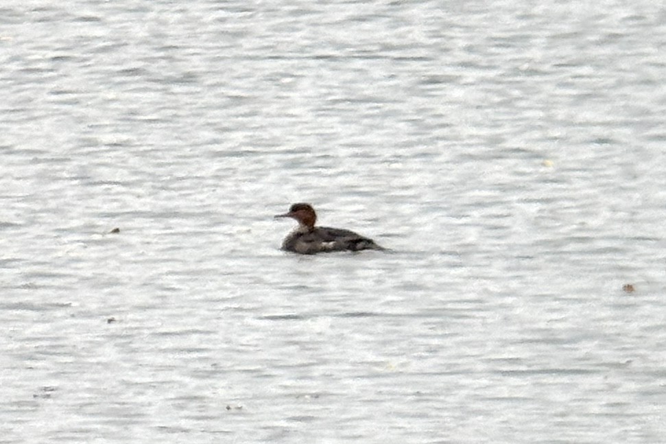 ウミアイサ - ML642798419