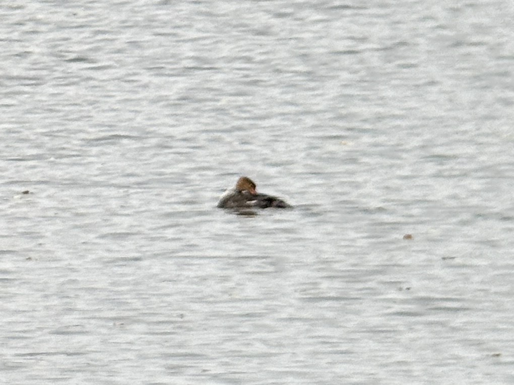 ウミアイサ - ML642798420