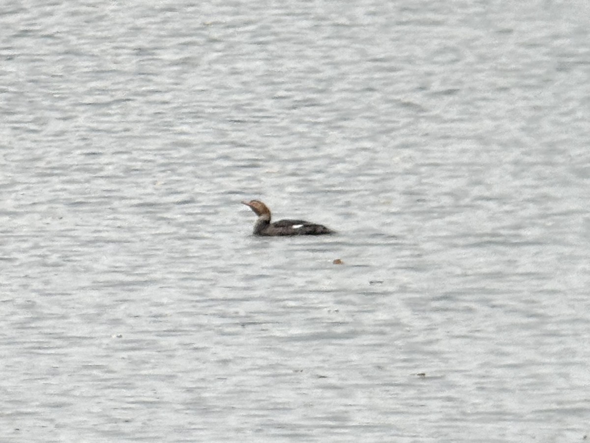 ウミアイサ - ML642798421