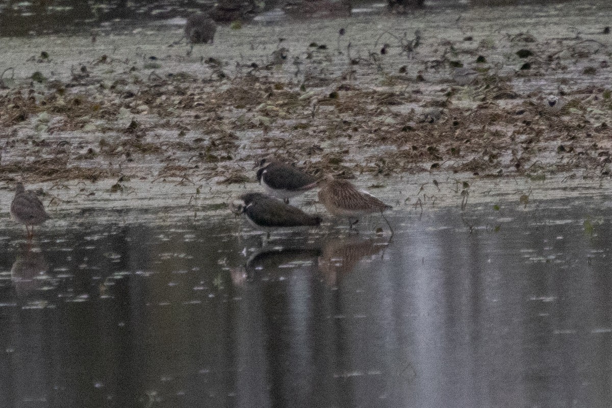 Bar-tailed Godwit - ML642798422