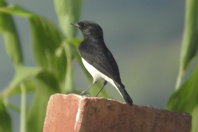 Variable Wheatear - ML642798462