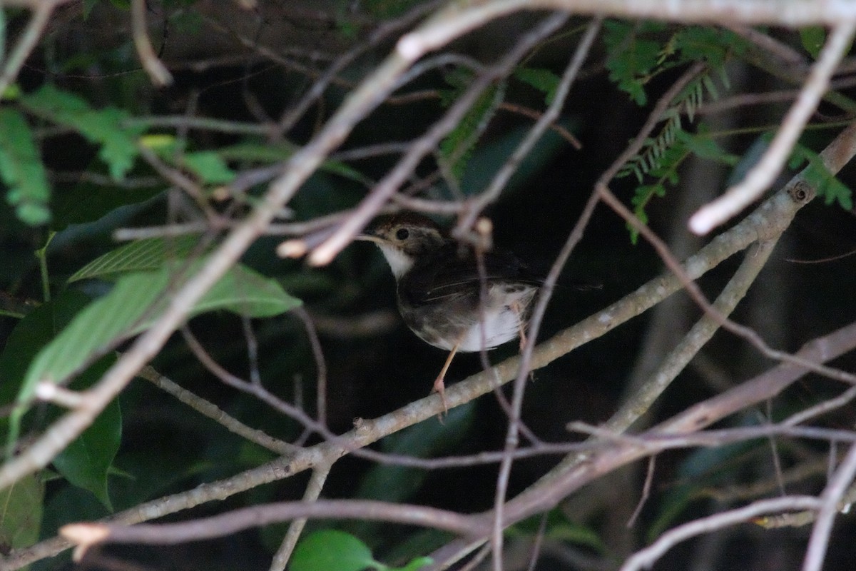 Puff-throated Babbler - ML642798478