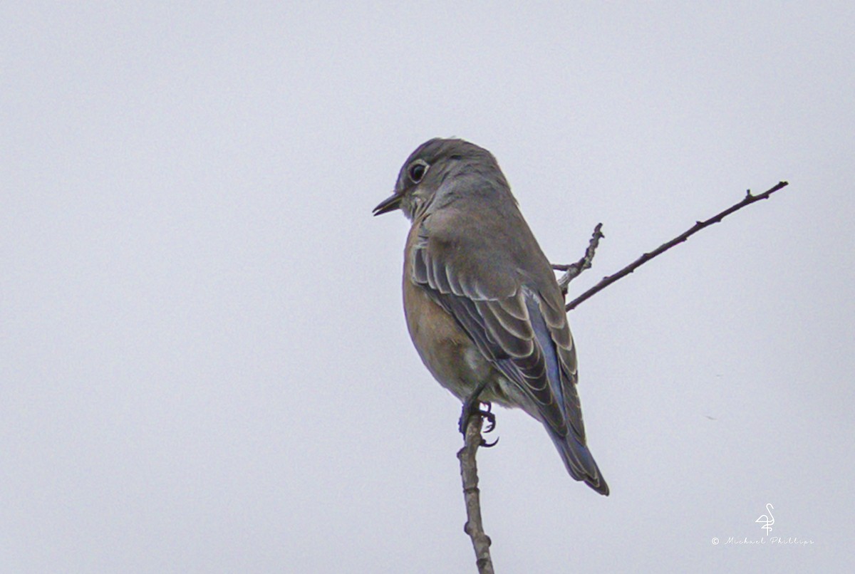 Western Bluebird - ML642798494