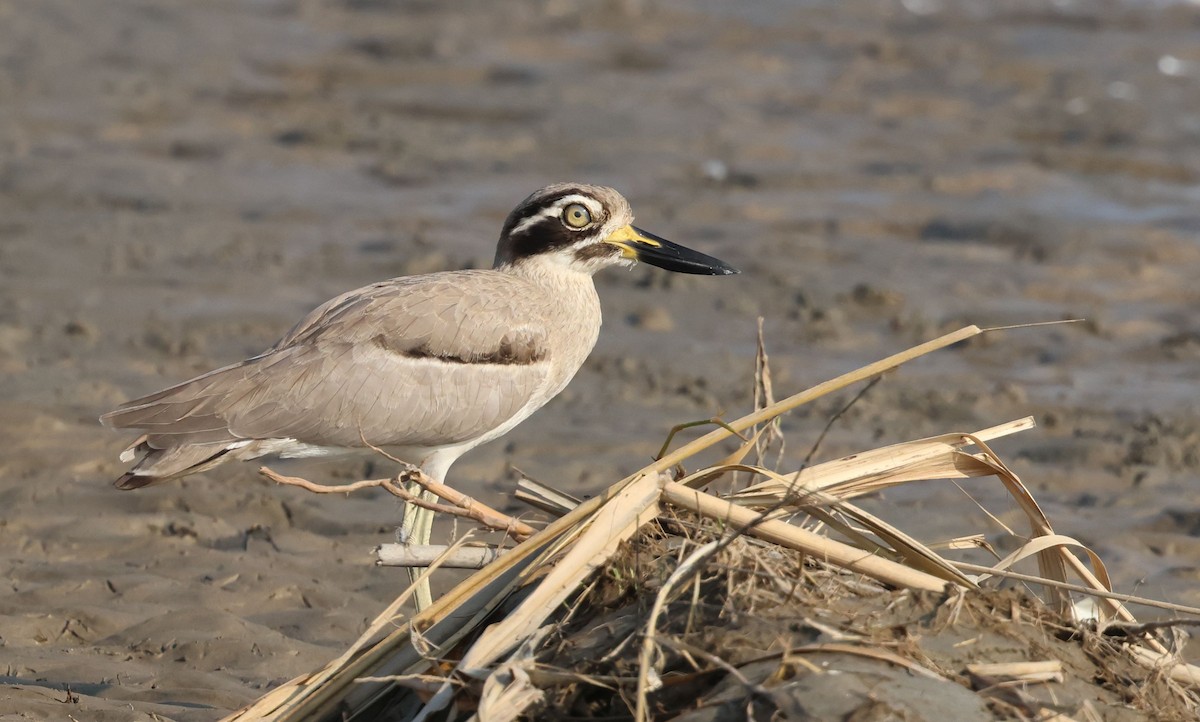 Great Thick-knee - ML642798497
