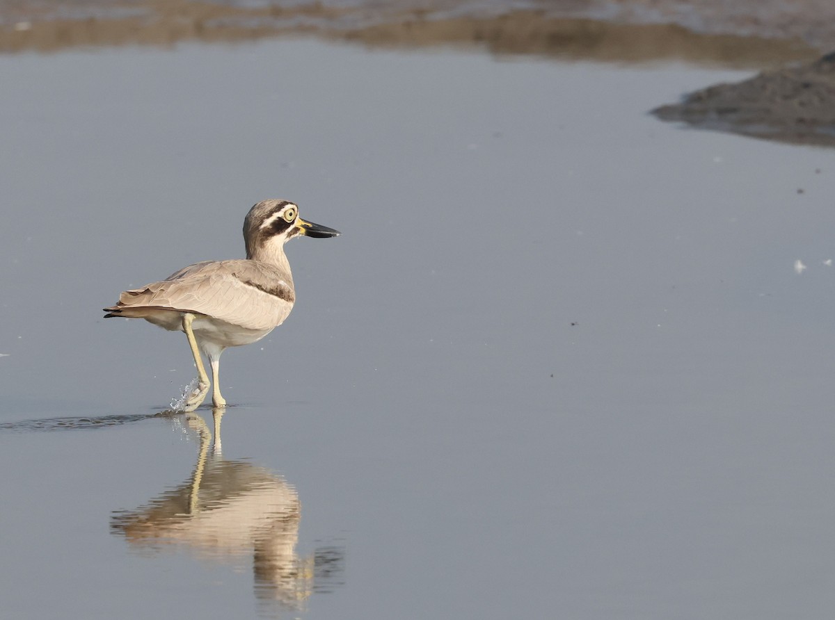 Great Thick-knee - ML642798498