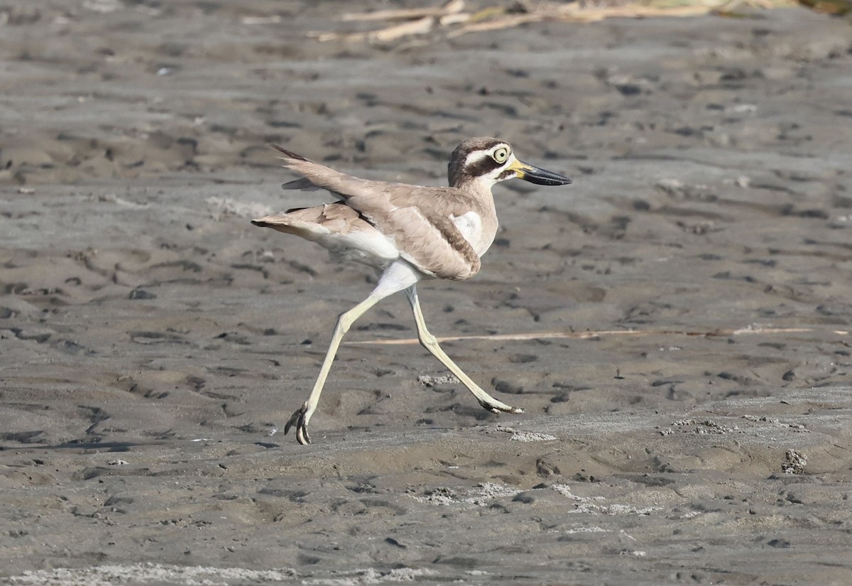 Great Thick-knee - ML642798499