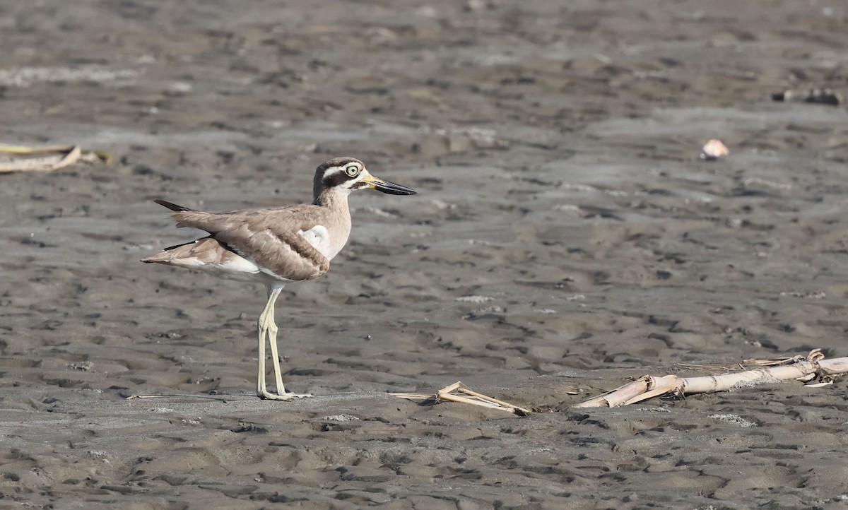 Great Thick-knee - ML642798500