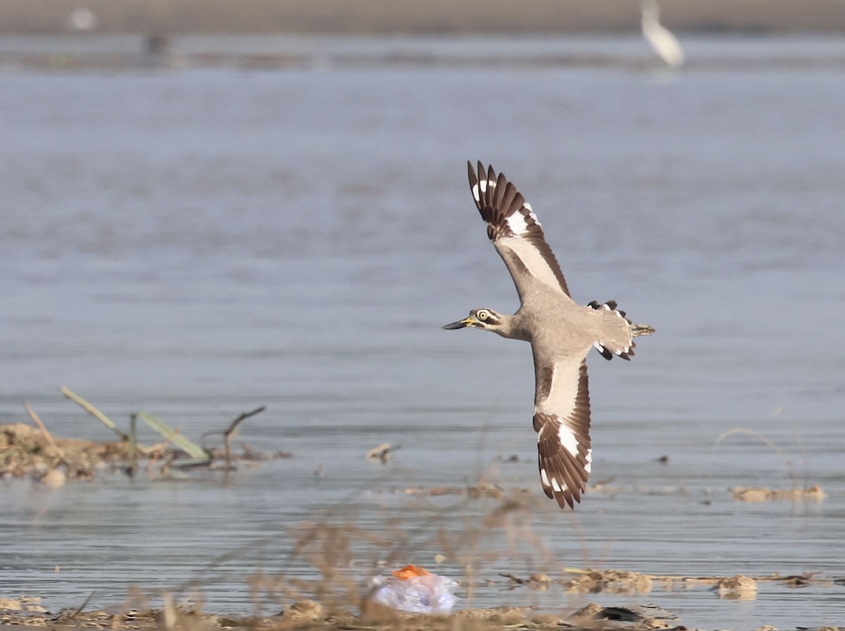 Great Thick-knee - ML642798501