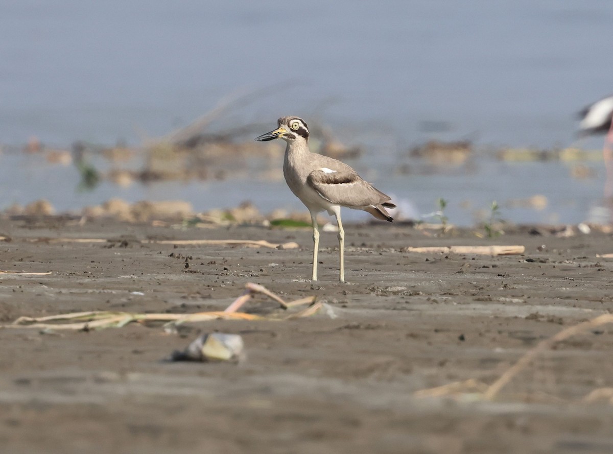 Great Thick-knee - ML642798502