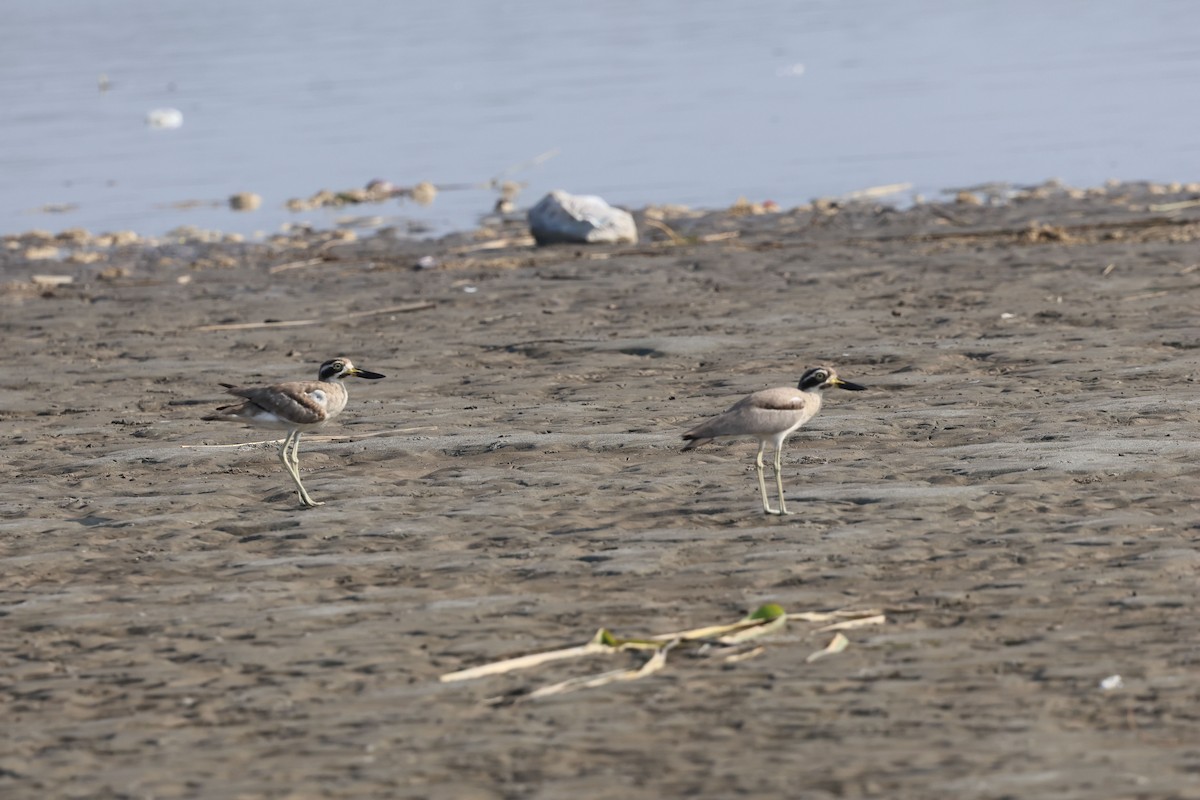 Great Thick-knee - ML642798503