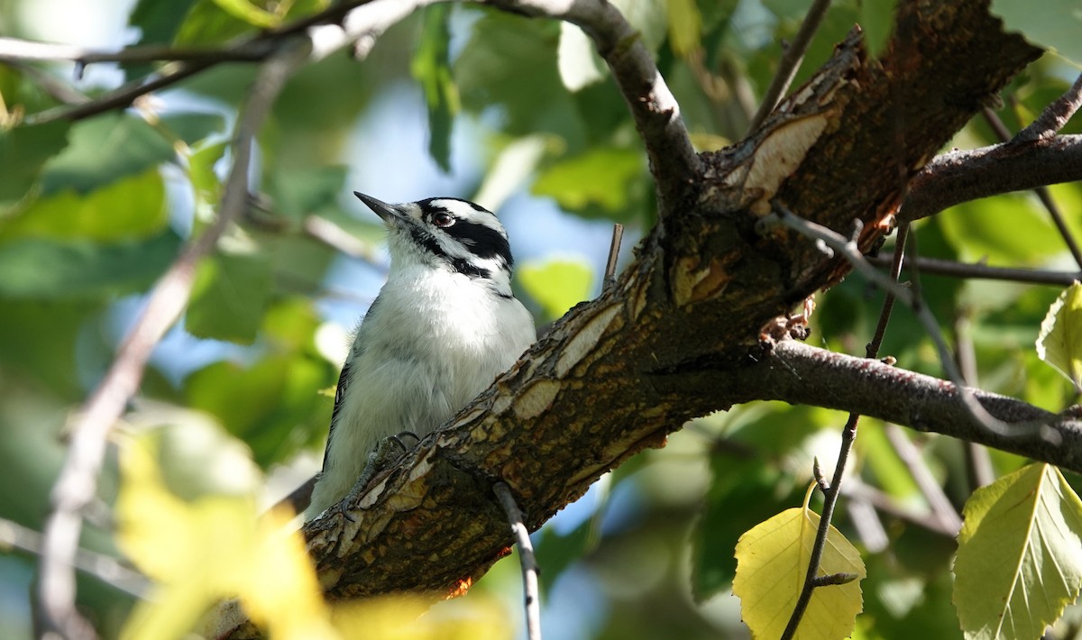 Downy Woodpecker - ML642798504