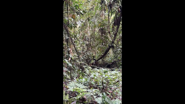 Sumatran Ground-Cuckoo - ML642798506