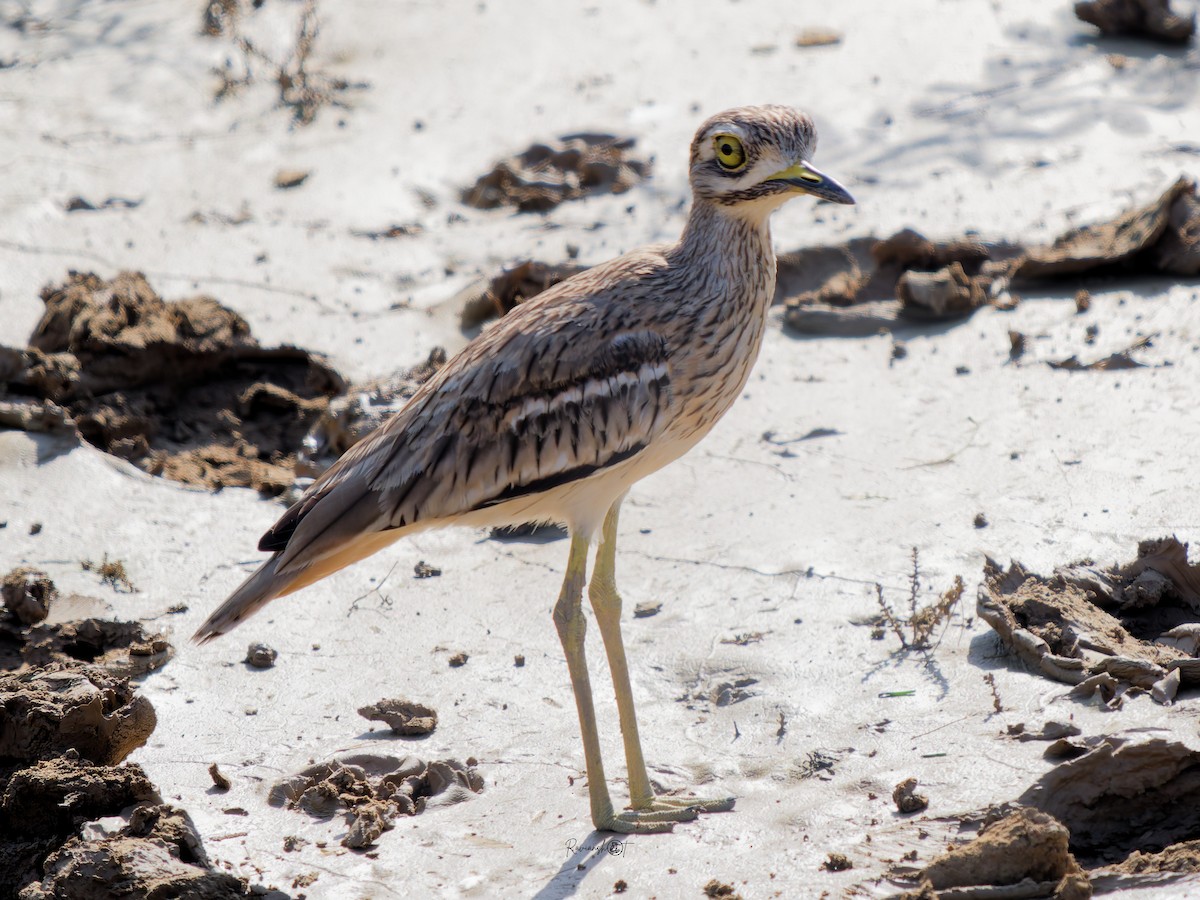 Indian Thick-knee - ML642798510