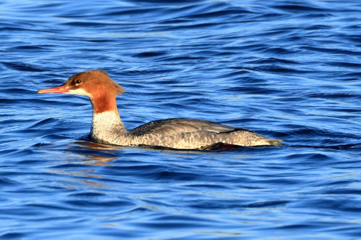Common Merganser - ML642798511