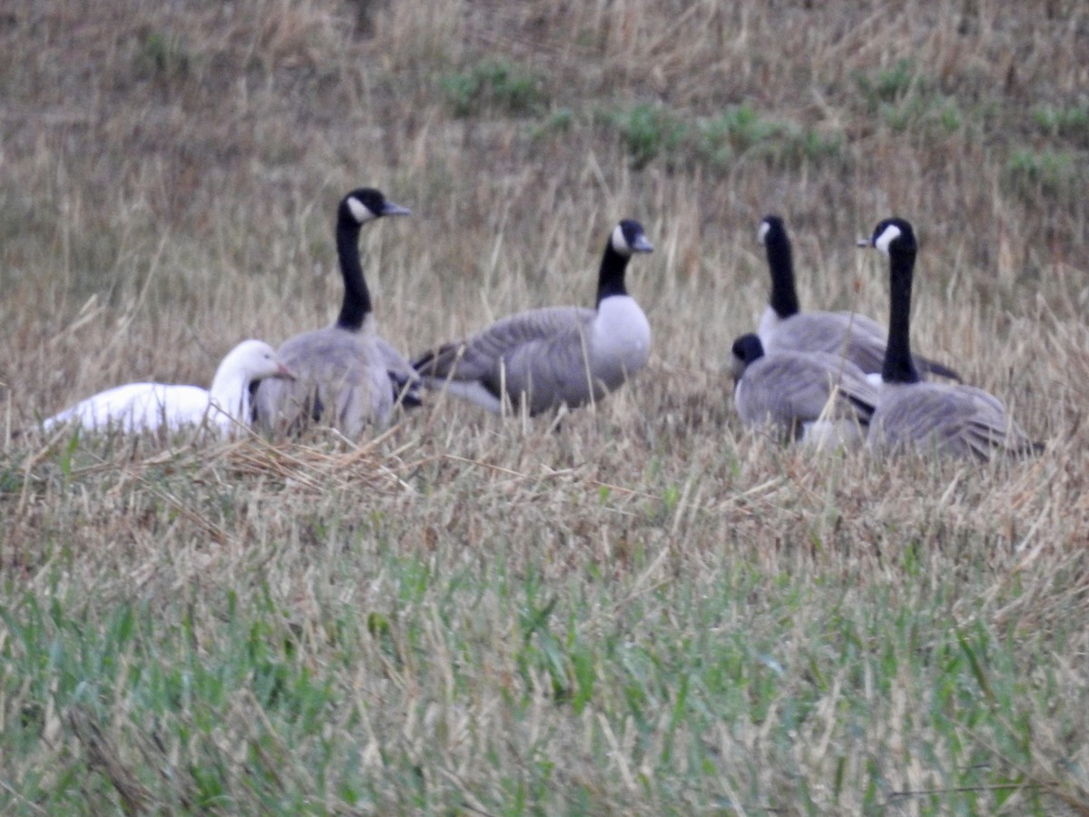 Snow Goose - ML642798514
