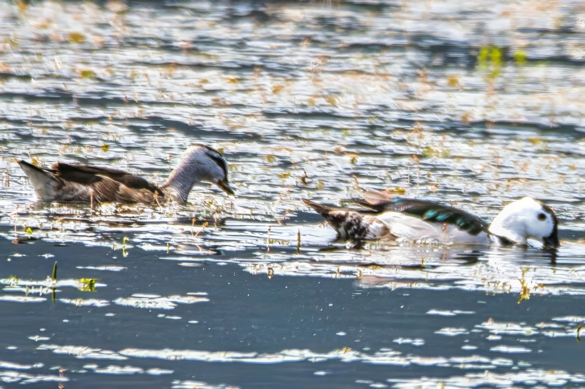 Cotton Pygmy-Goose - ML642798515