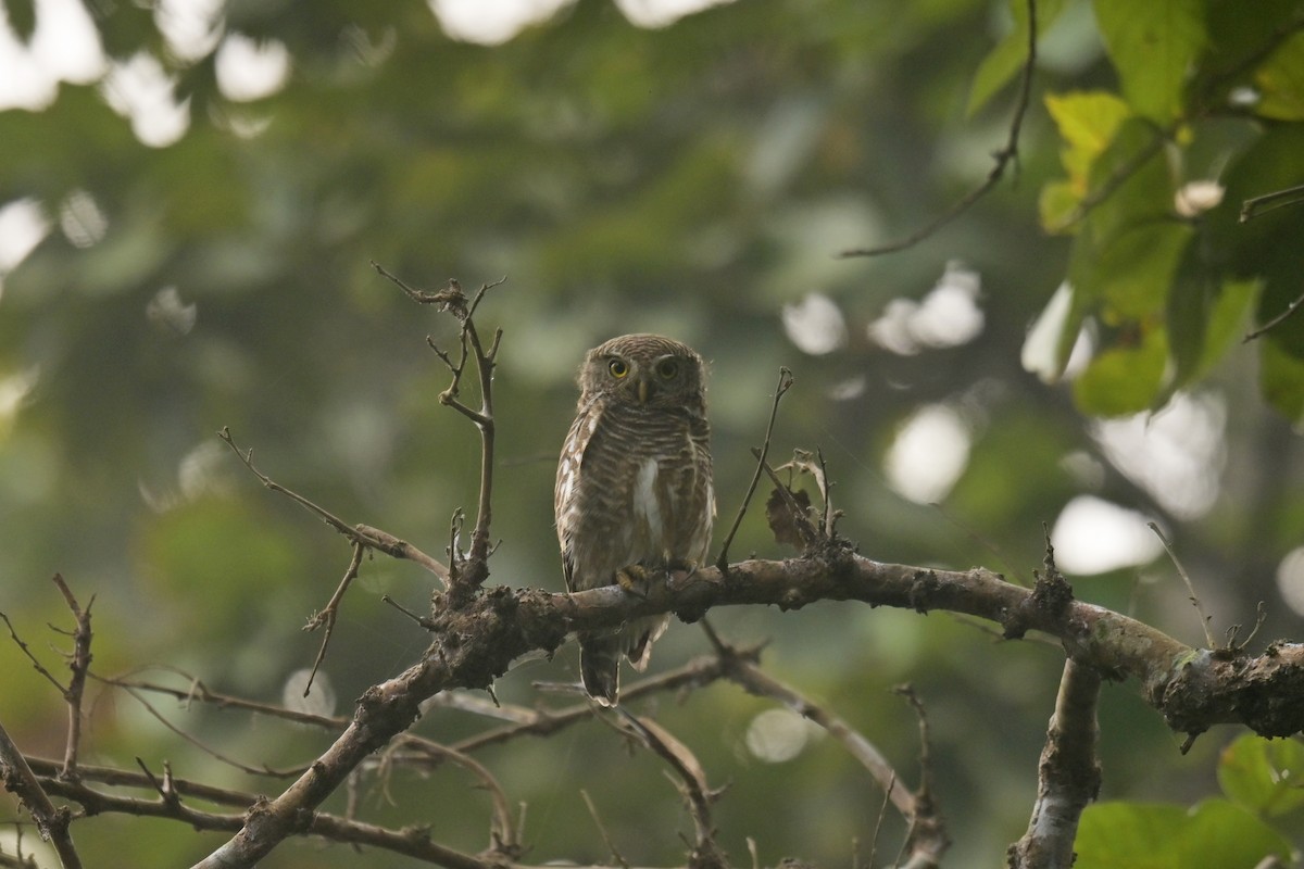 Asian Barred Owlet - ML642798522
