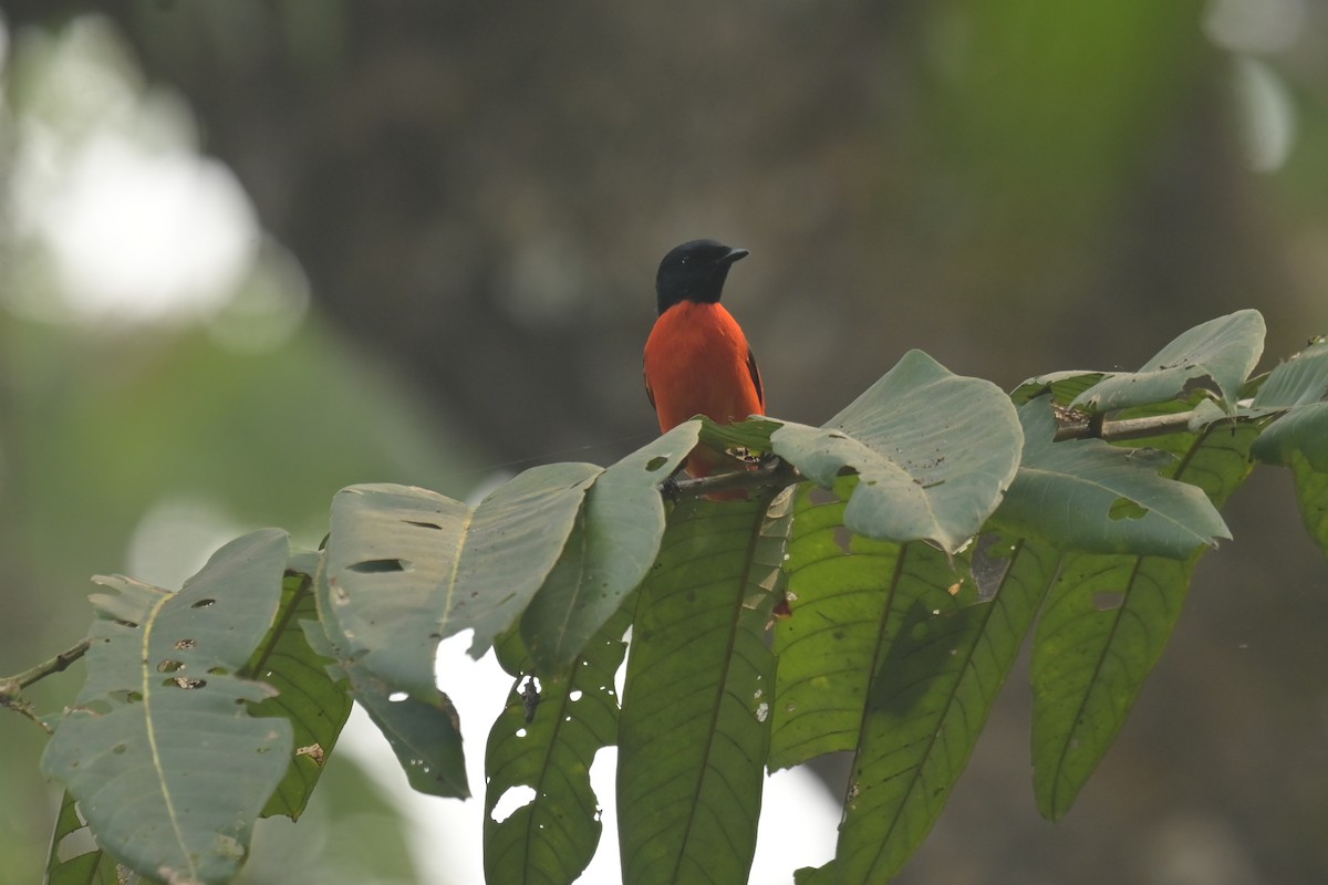Scarlet Minivet - ML642798524