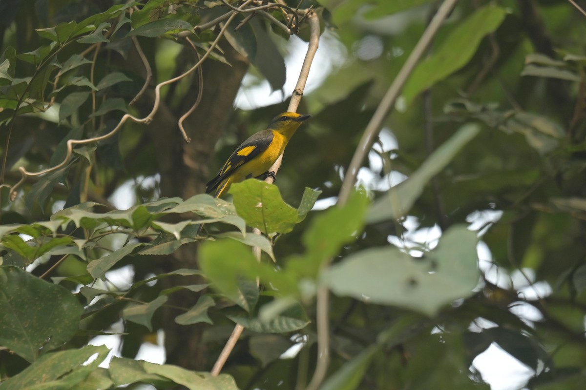 Scarlet Minivet - ML642798526