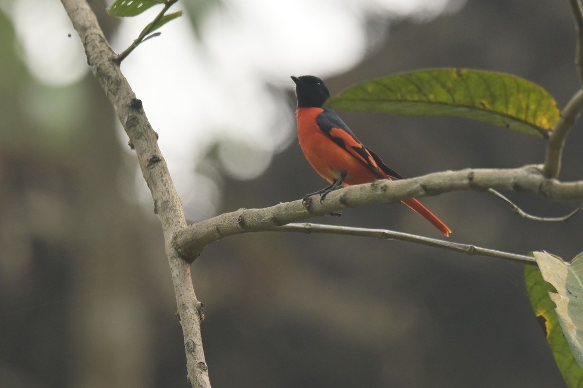 Scarlet Minivet - ML642798527