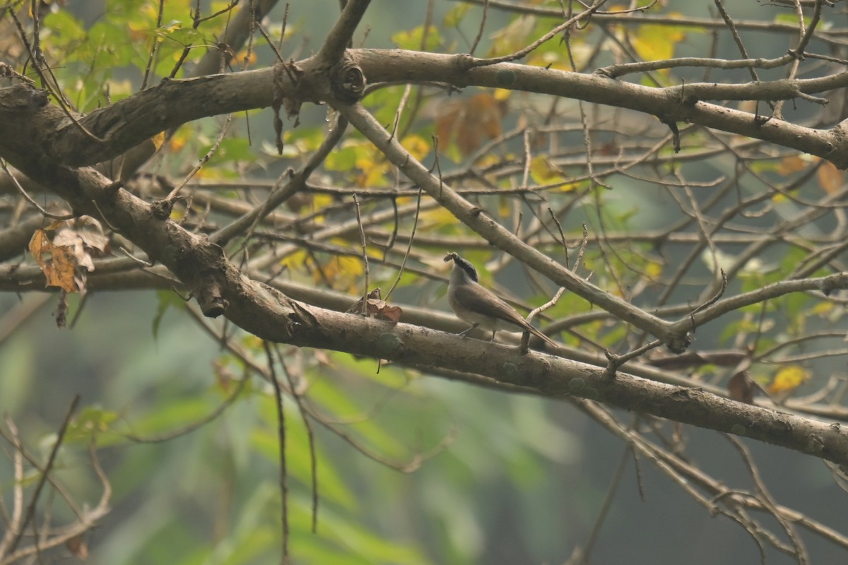 Large Woodshrike - ML642798528