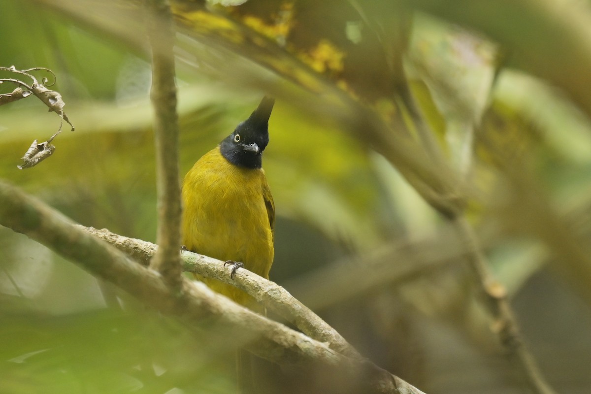 Black-crested Bulbul - ML642798531