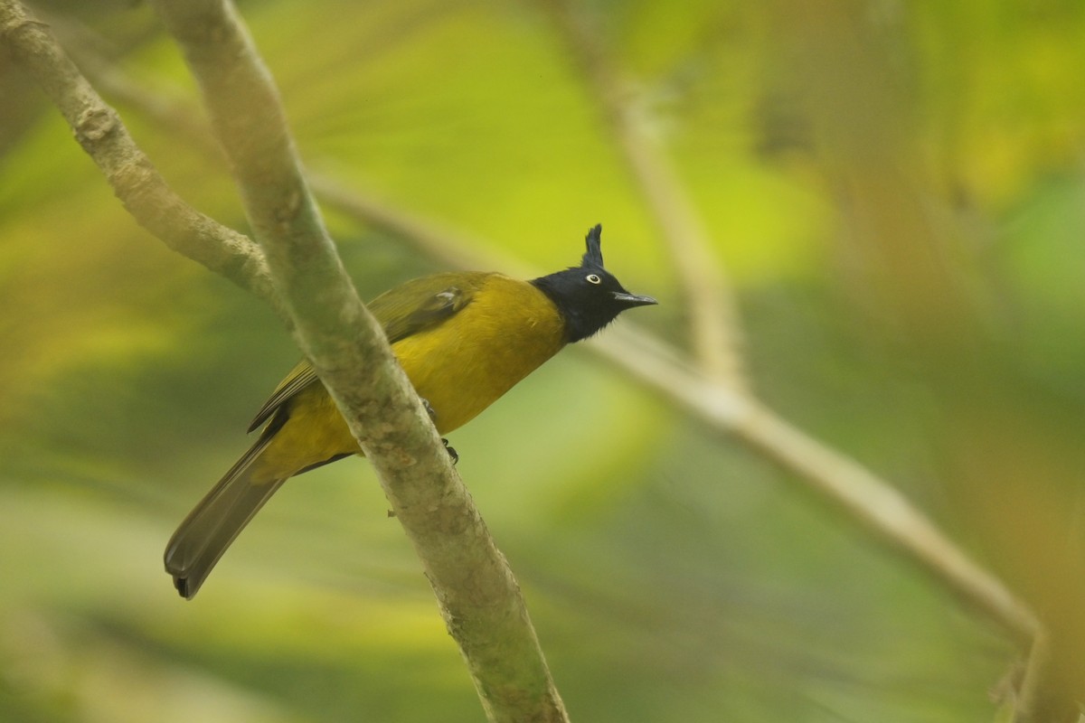 Black-crested Bulbul - ML642798532