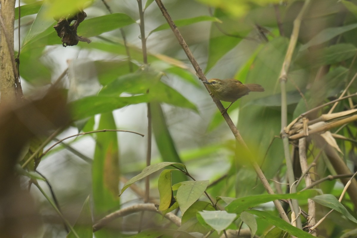 Pin-striped Tit-Babbler - ML642798537