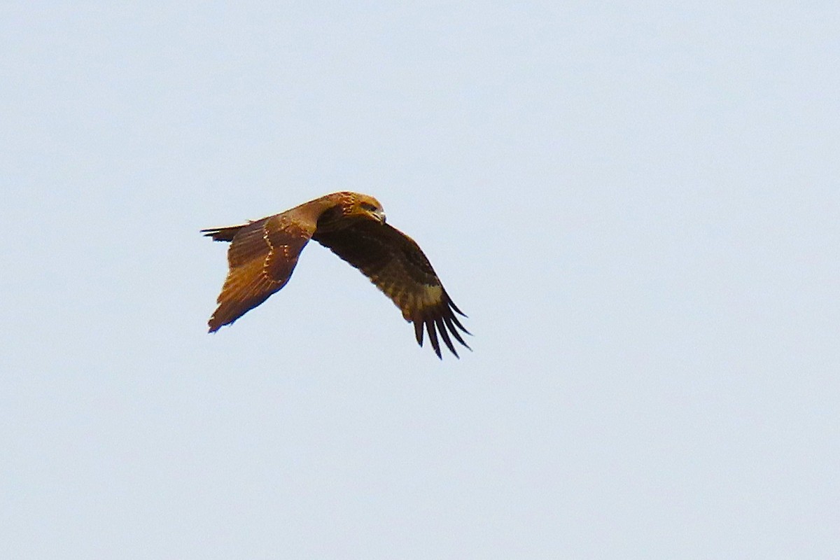 Black Kite - ML642798538