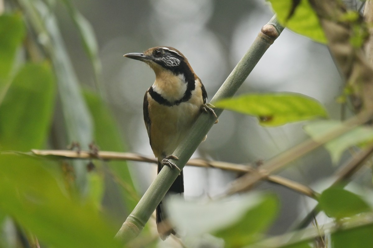 Greater Necklaced Laughingthrush - ML642798540