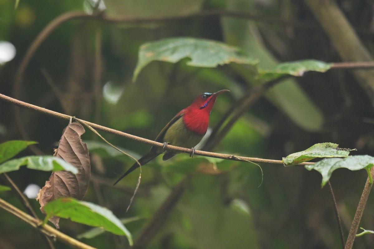Crimson Sunbird - ML642798541