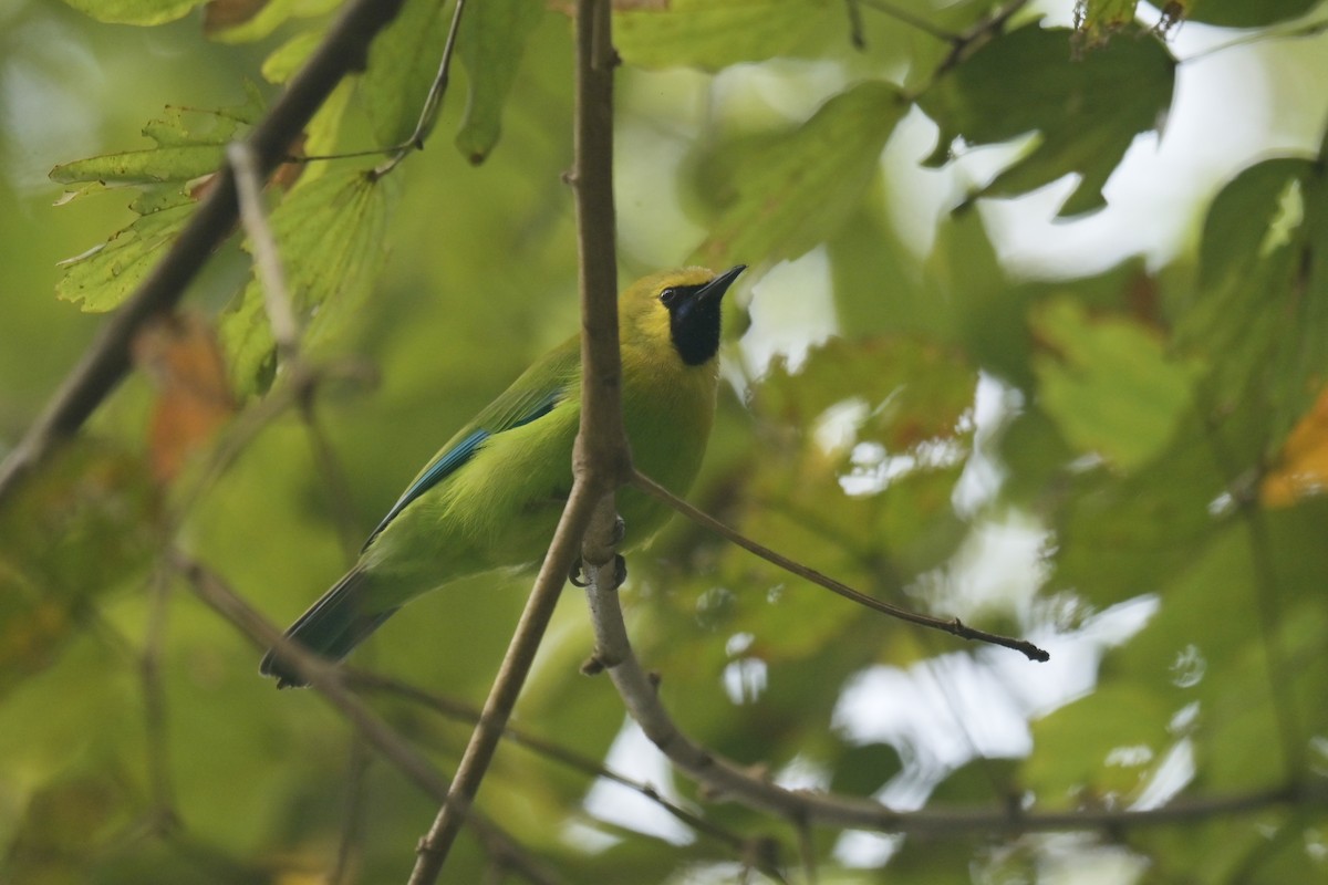Blue-winged Leafbird - ML642798542