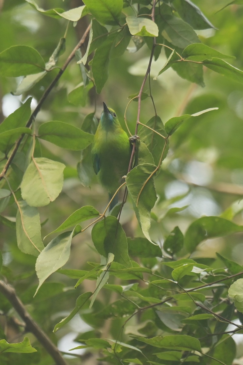Blue-winged Leafbird - ML642798545