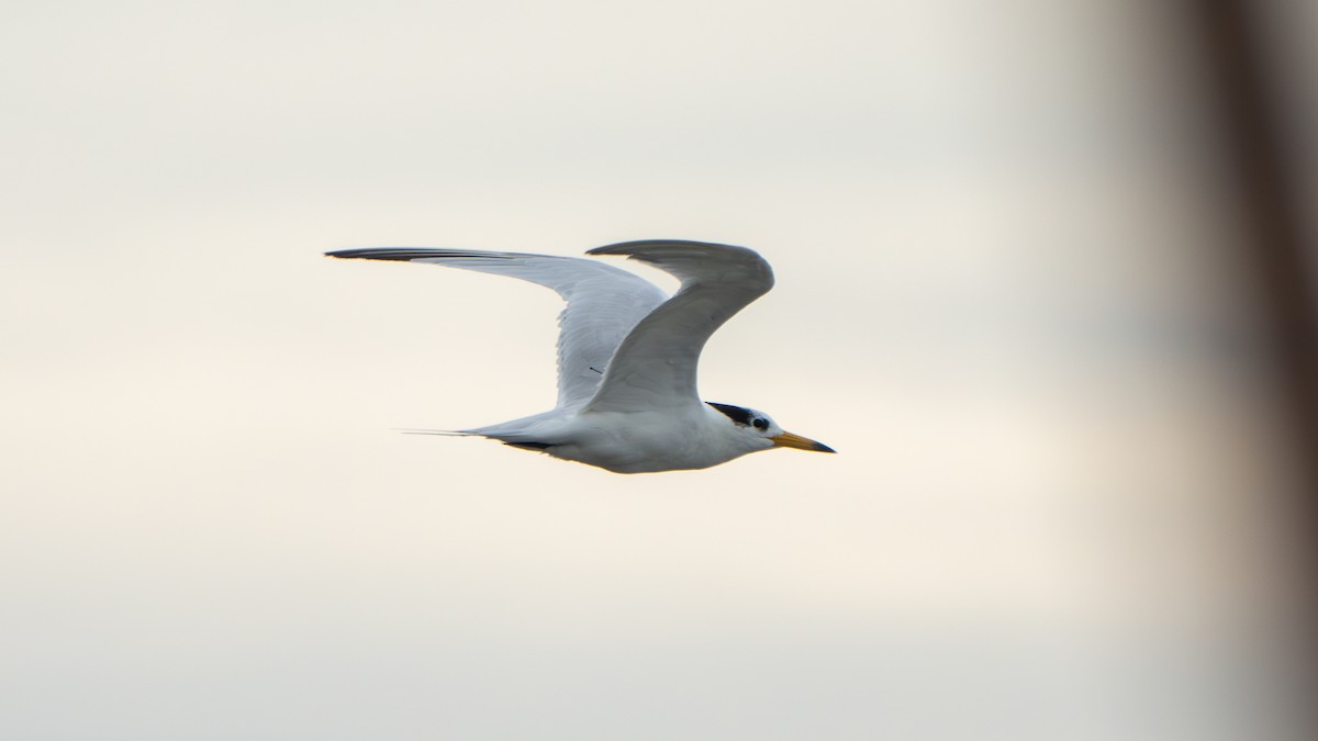 Chinese Crested Tern - ML642798555