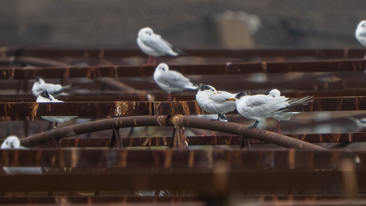 Chinese Crested Tern - ML642798556