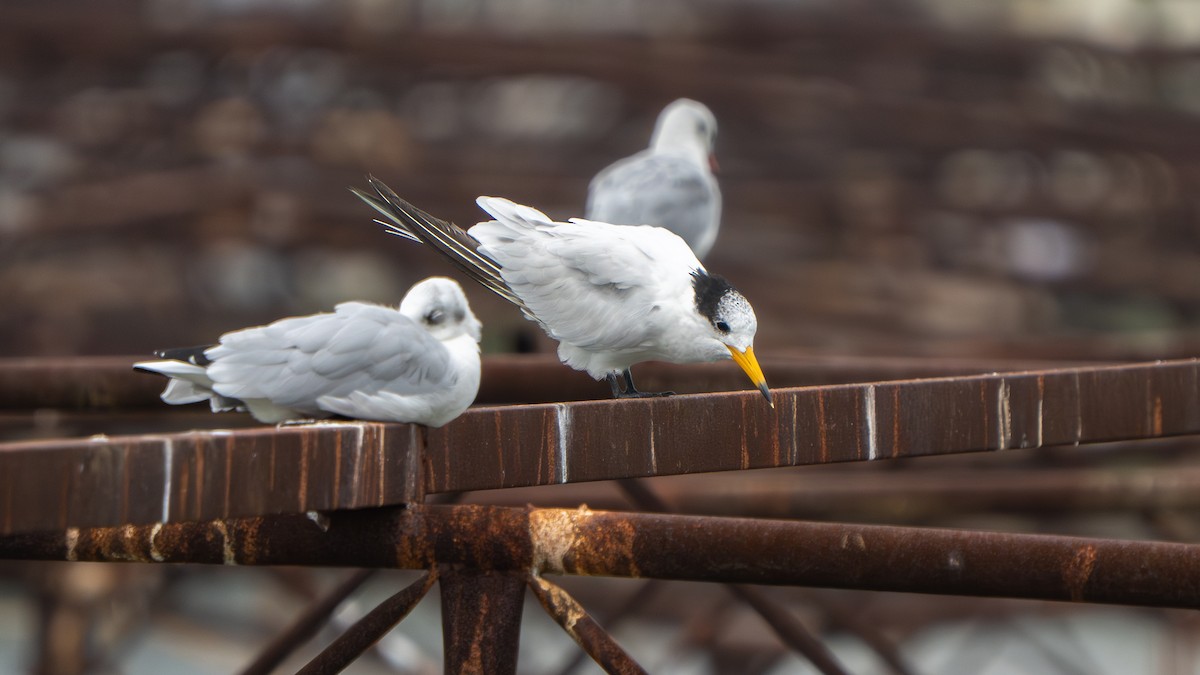 Chinese Crested Tern - ML642798557