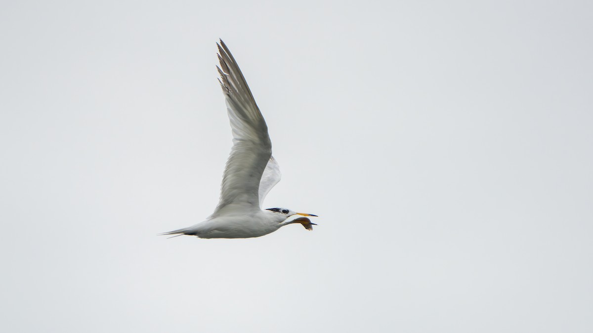 Chinese Crested Tern - ML642798558