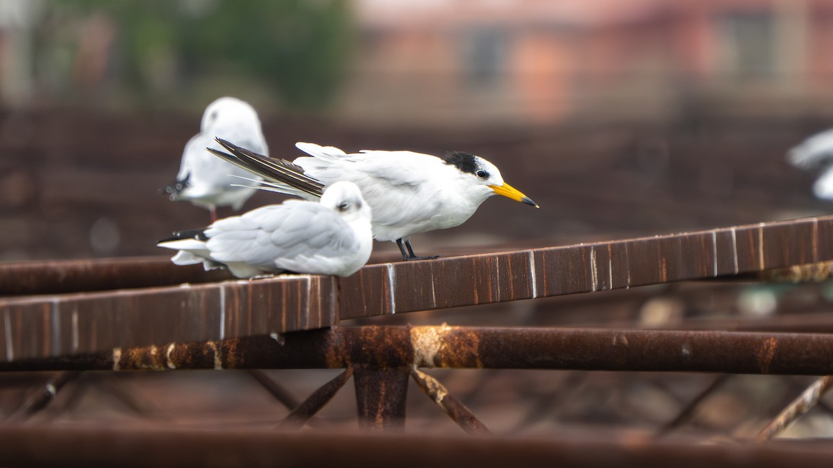 Chinese Crested Tern - ML642798559