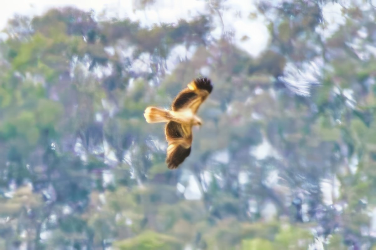 Whistling Kite - ML642798565