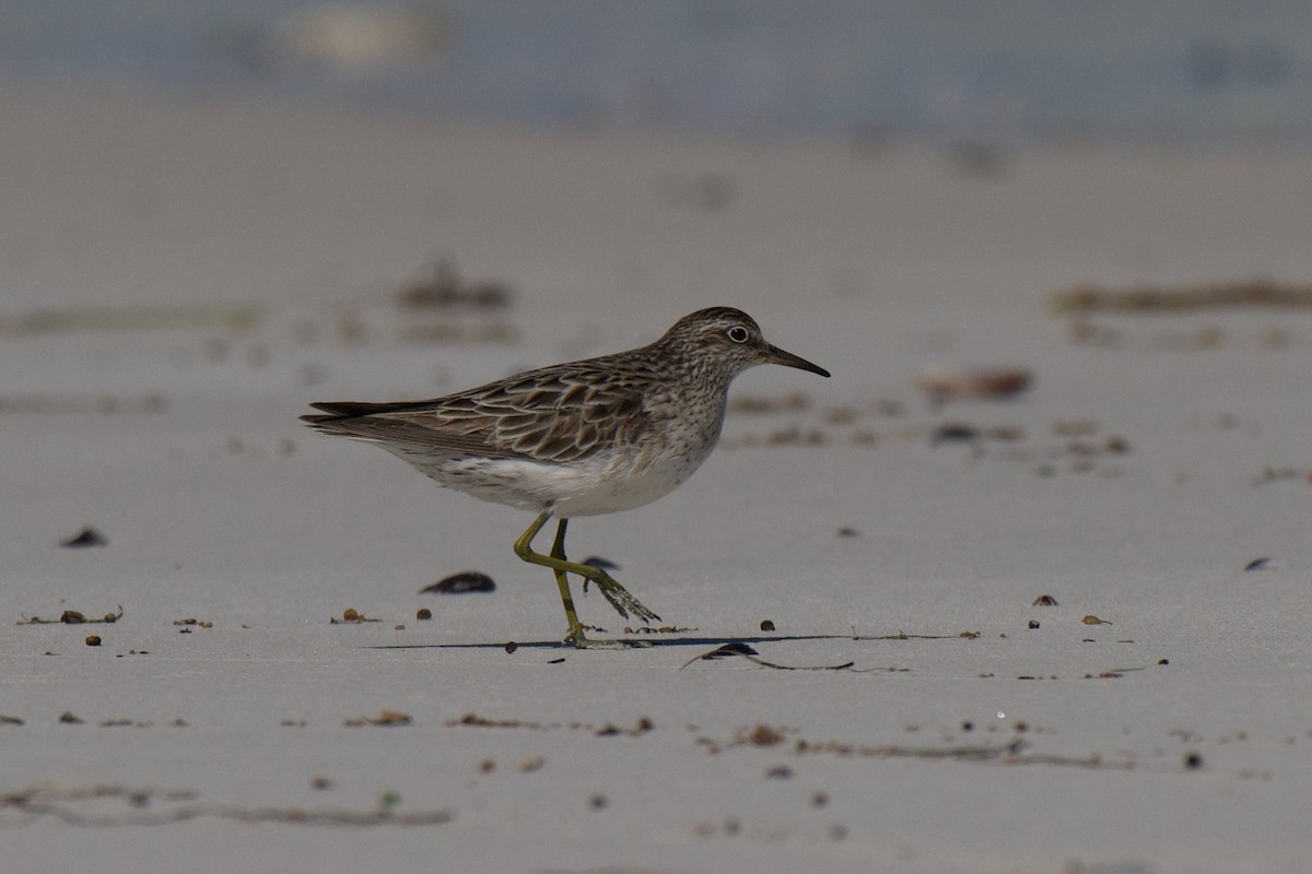Sharp-tailed Sandpiper - ML642798571