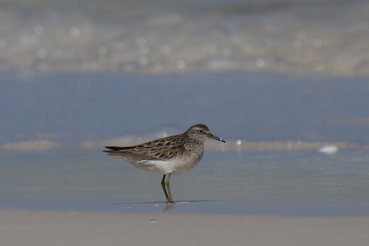 Sharp-tailed Sandpiper - ML642798572