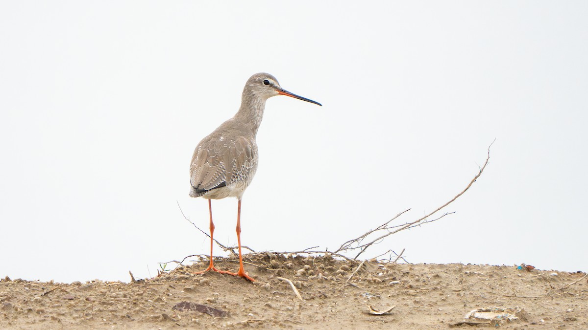 Spotted Redshank - ML642798577