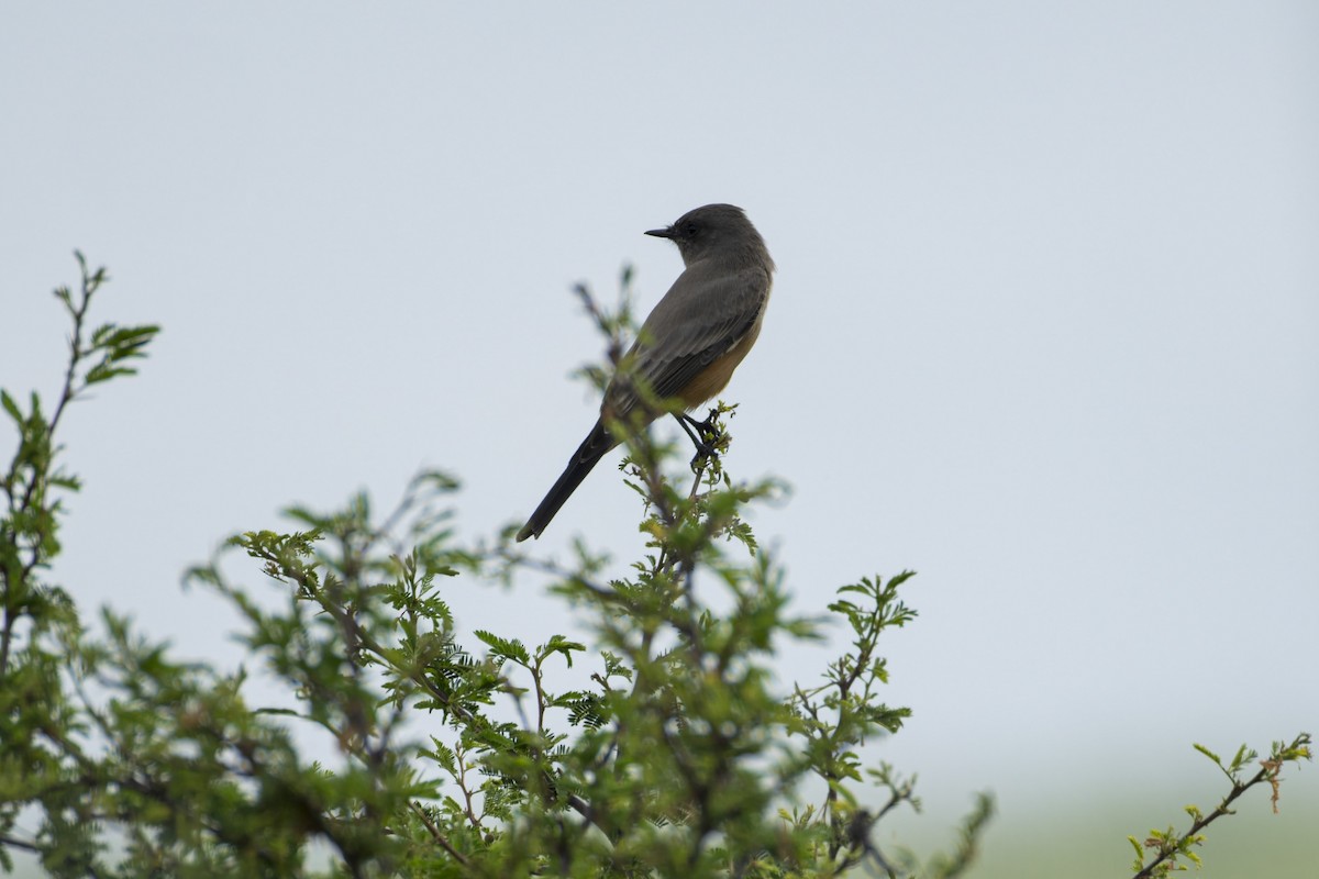 Say's Phoebe - ML642798579