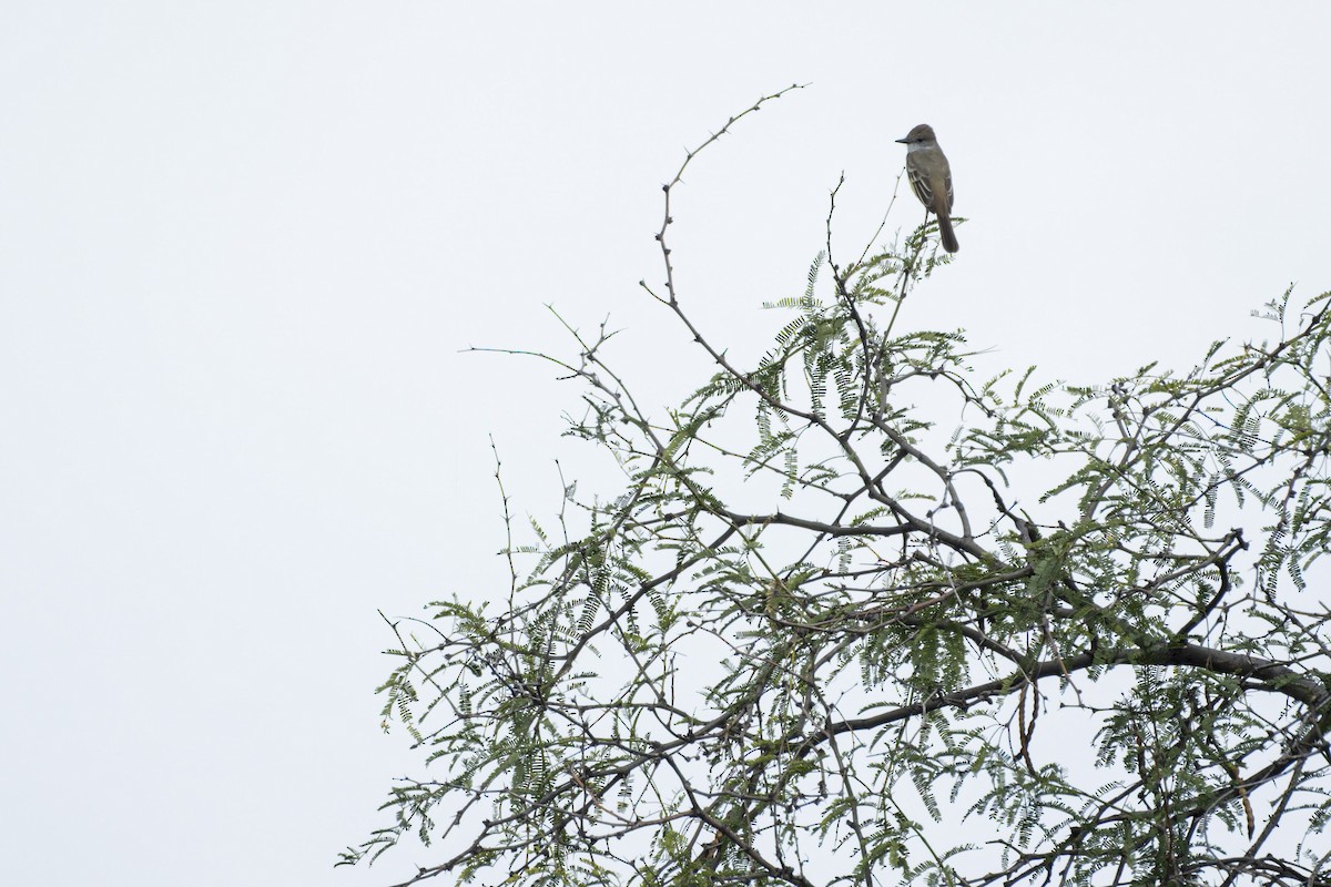 Ash-throated Flycatcher - ML642798583