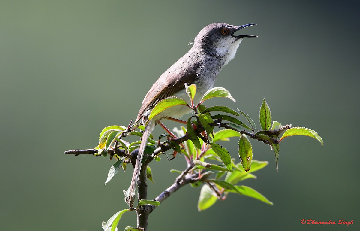 Gray-breasted Prinia - ML642798589