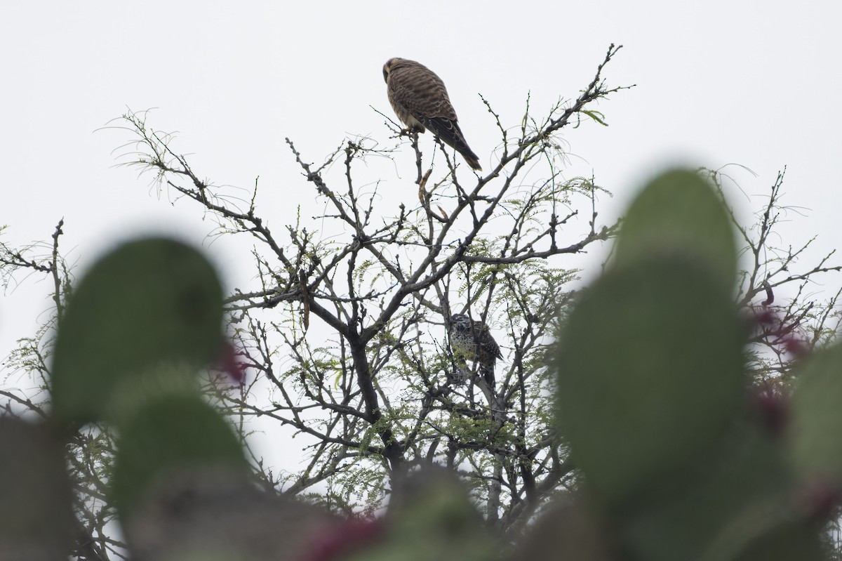 Cactus Wren - ML642798590