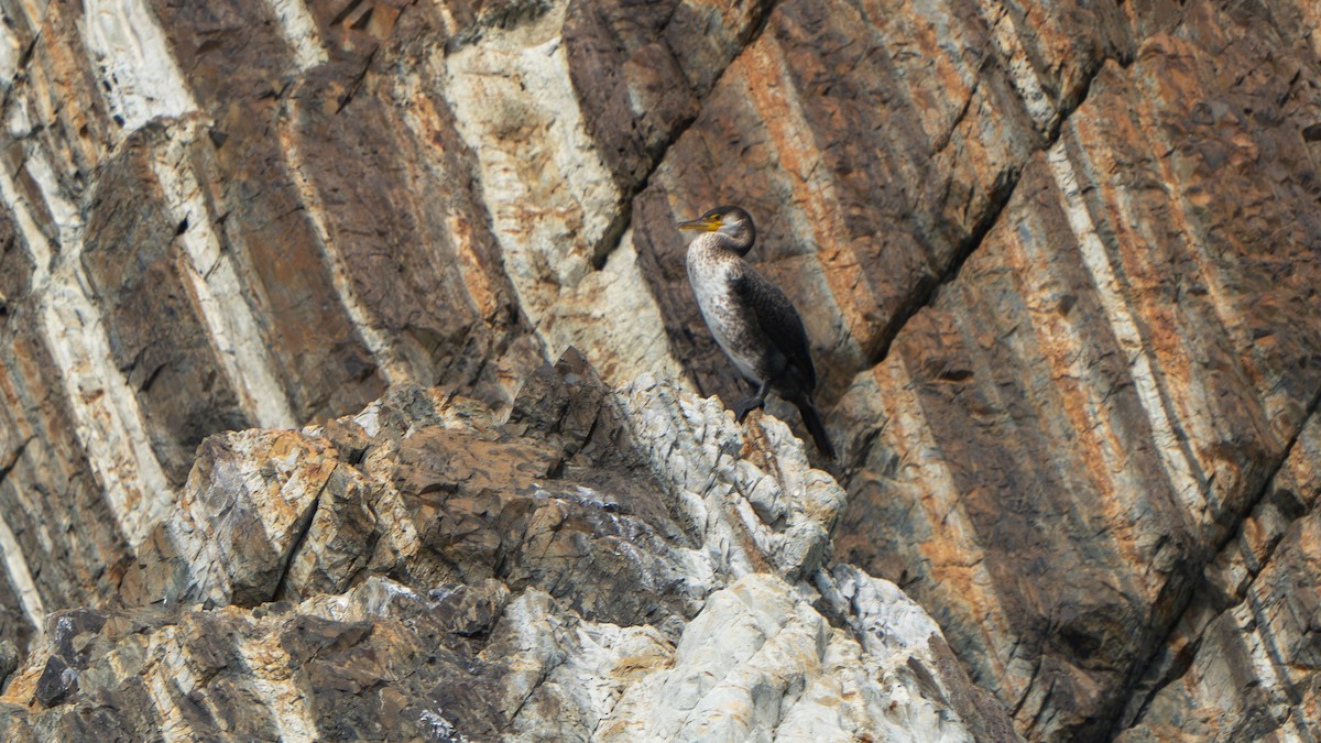 Japanese Cormorant - ML642798597