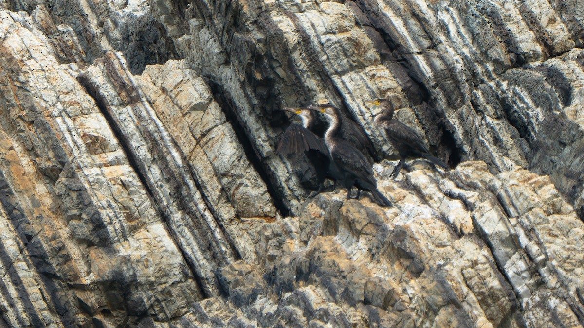 Japanese Cormorant - ML642798598