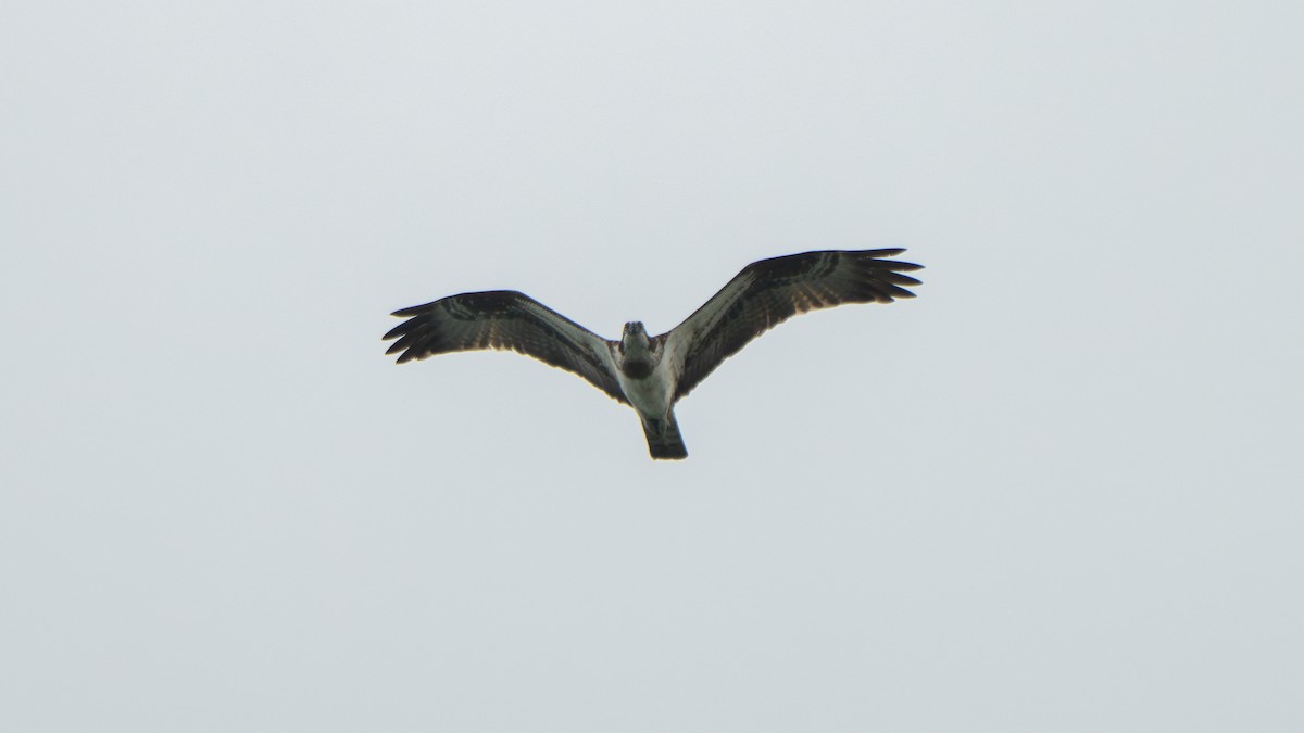 Osprey (Eurasian) - ML642798599